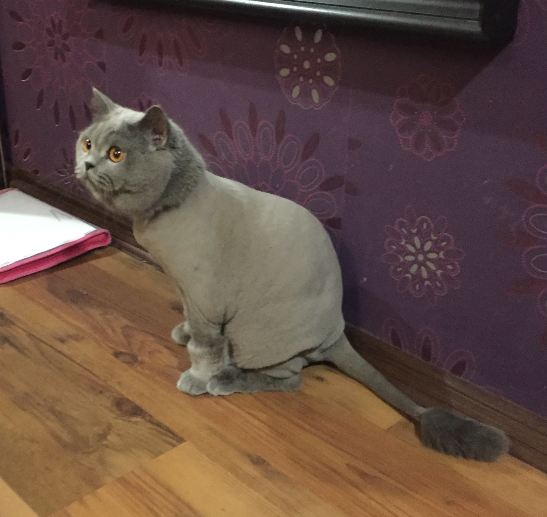 Подстричь кошку/кота на дому в Санкт-Петербурге. Гигиеническая стрижка кошек, котов -выезд на дом в С-Пб.