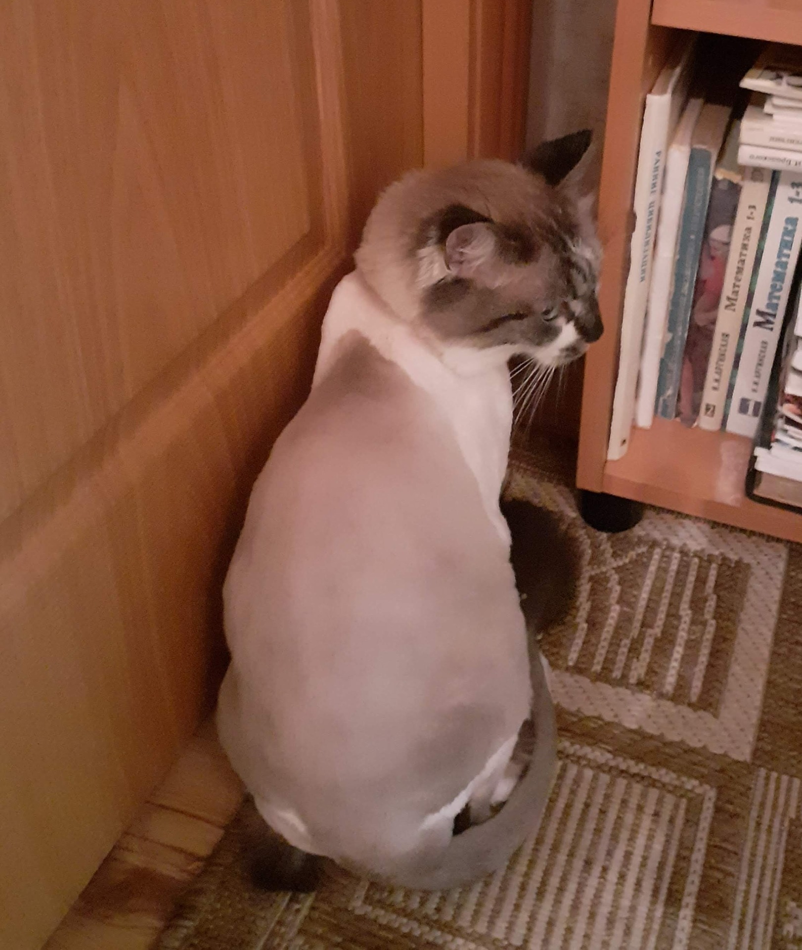 Стрижка кошек на дому СПб